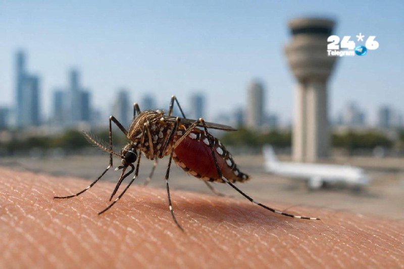 🇮🇱 קדחת מערב הנילוס מתפשטת: יתושות נגועות אותרו בפתח תקווה ובנתב"ג. משרד הבריאות והמשרד להגנת הסביבה מעדכ…