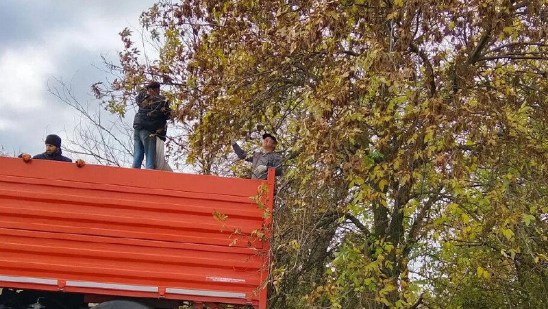 חוות היער נובטרוצקיק אספה 250 ק"ג של זרעי אפר עבור מומחי שיקום יער "Novotroitsk Forestry" שנאספו 250 ק"ג של…