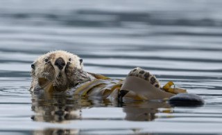 Зацените победителей и призеров фотоконкурса Canadian Photos of the Year 2025: https://lentach.media/D7Eqm