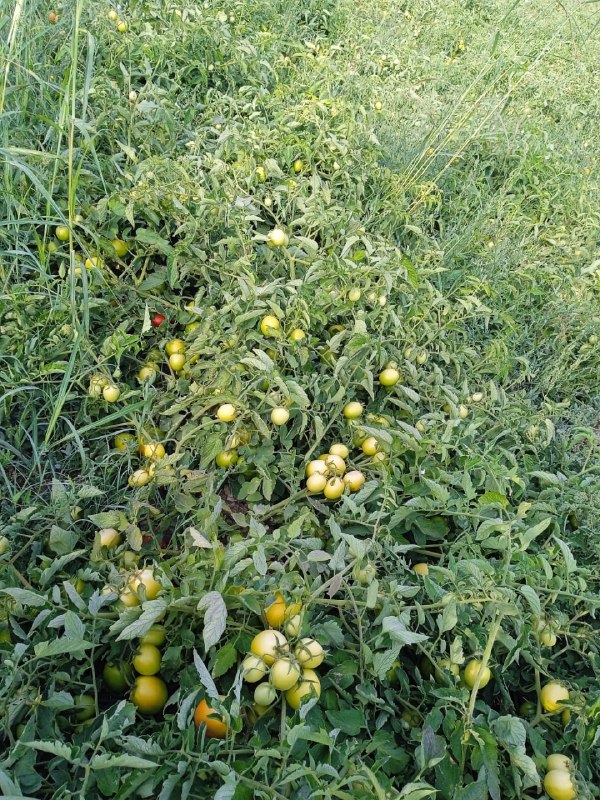 کانال گیان (بهشتی از ایران زمین ): #تبلیغاتیک هکتار گوجه ( بذر بدرو) آماده برداشت در قلعه قباد به علت تغییر شغل به فروش میرسد گوجه کامل سالم میباشد و هیچ