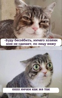 Ученые выяснили, при каких условиях кошки распознают эмоции человека: https://lentach.media/SL7NA
