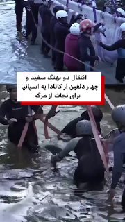 שני לווייתנים לבנים וארבעה דולפינים הועברו מפארק ימי סגור בקנדה לאוקיאנוגרפיה של ולנסיה בספרד.