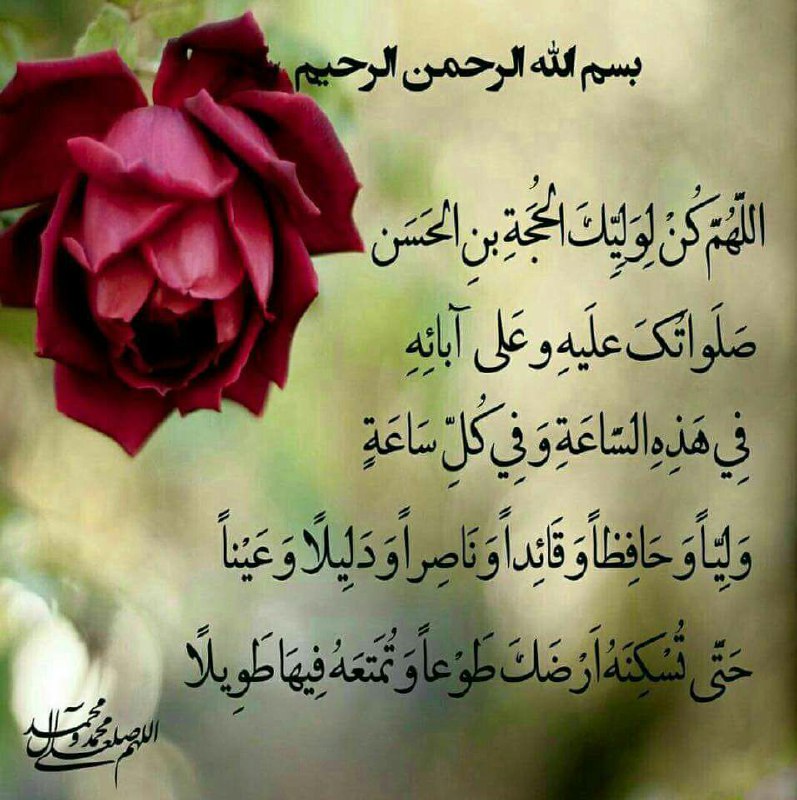 🌸 زندگے جاریست 🌸: روزتان مزین و معطر به عطر صلوات بر محمد و آل محمدبه رسم ادب السلام علیک یا رسول الله السلام علیک یابقیةالله فی ارضهالسلا