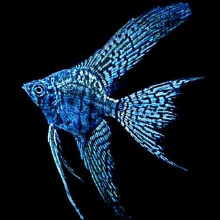Аквариумистика🐟
