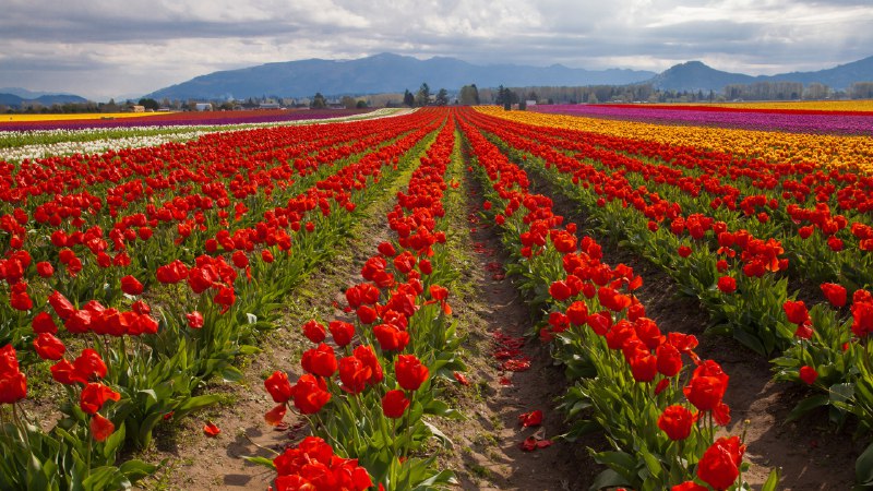 Tiptoe through the tulipsTulip fields in spring, Skagit Valley, Washington (© Claudia Cooper/Getty Images)
