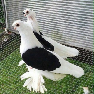 Buxoro🕊Kaftarlar N1 GRUPA