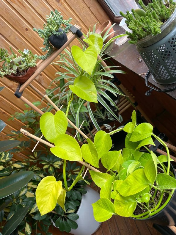 Эпипренум/сциндапсус неон. Лиана на опоре, домашнее растение в горшке. 50 лар. Взрослое, в росте, в 