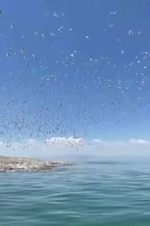 🎦 האיים של אגם אורמיה אירחו ציפורים