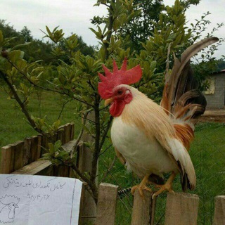 گروه نگهداری طیور خانگی 🐤🐣