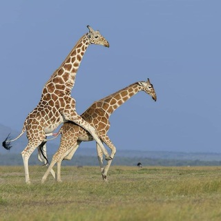 حیات وحش آمازون بدون سانسور Telegram Group Link