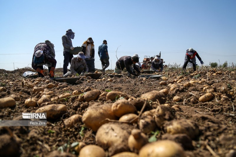 מדוע התייקרו תפוחי האדמה בחמאדן ומה עשו השלטונות?
