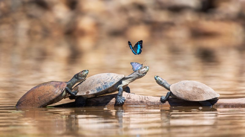 Shell yeah, turtles!Turtles with butterflies (© Patrick Gallet/Getty Images)