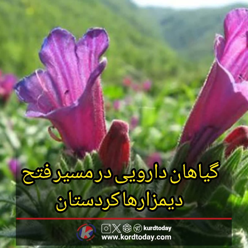 Kurdtodayکانال کوردتودی: 🔴گیاهان دارویی در مسیر فتح دیمزارها کردستان؛ از دیمزار تا بازارهای صادراتی🔹گیاهان دارویی آرامآرام از حاشیه به متن آمده