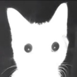 𝐝𝐢𝐟𝐨𝐱𝐱𝐱
