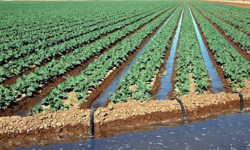 Iran Agriculture News: 🔰Tarım Bilgisinden Küresel Pazarlara: İran, Teknoloji İhracatı ve Ekonomik Fırsatlar Yaratmanın Peşinde 🔶 Tarımsal Araşt