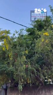 🇮🇱 תיעוד חריג מרחובות: צוות של חברת החשמל הגיע לתקן תקלה ברחובות - ואז נתקל בנחש צפע עצום שזוחל על כבלי ה…