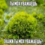 Moss' Pocket ʅ(°_°)ʃ