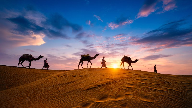 Hooves, hues, and heritageCamels at Jaisalmer, Rajasthan, India (© f9photos/Getty Images)