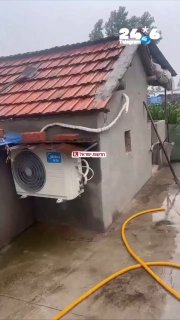 על רקע גל החום באירופה: בסין מציגים חזירים נהנים ממיזוג אוויר