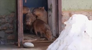 В Москве обнаружены те, кому наплевать на впн, тг, США, Ормузский пролив, айклауд, айпад, айфон и в целом на обстановку в мире, — это четыре капибары, накануне вышедшие погулять под весенним солнышком. Но скоро и им придётся несладко — на следующей неделе 