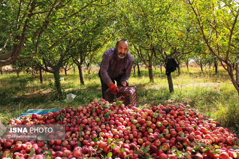 קציר תפוחי סתיו במטעים של העיר רוזן המדן ראה את דיווח הסרטון כאן.