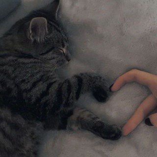 Чатик общение