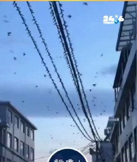 🇮🇱 סין: תופעה מוזרה כאשר בימים האחרונים להקות ענק של סנוניות החלו לעופף ברחבי מחוז ג'ג'יאנג, כל זאת לקראת…