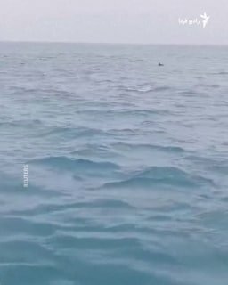 קבוצת דולפינים נראתה שוחה לצד סירות במימי ליאנג'יאנג, הממוקמת במחוז פוג'יאן בדרום מזרח סין, ויוצרת מראה מרהיב.