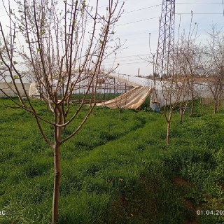 2 or 4 sotix land for sale in Guliston mahalla, 3 km from Uch Kahramon.
