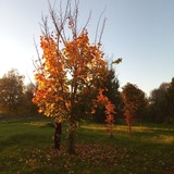 каркарыч