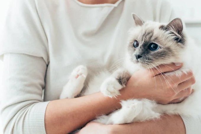 Leaving your cat alone for an entire day is now against the law in Sweden.According to 2026 regulations from the Swedish Board of Agriculture (Jordbruksverket), owners must ensure their pets' social and emotional needs are met alongside physical care.Owners are legally required to check on and interact with their cats at least twice a day.Did you know? 🎓
