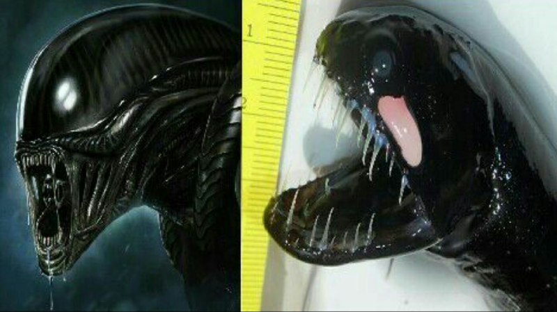 عجایب جهان وترفند ودانستنیهای علمی: عجیب ترین ماهی کشف شده Dragonfish است که شباهت شگفت انگیزی به فیلم های بیگانگان و شخصیت های فیلم سینمایی Aliens دارداین