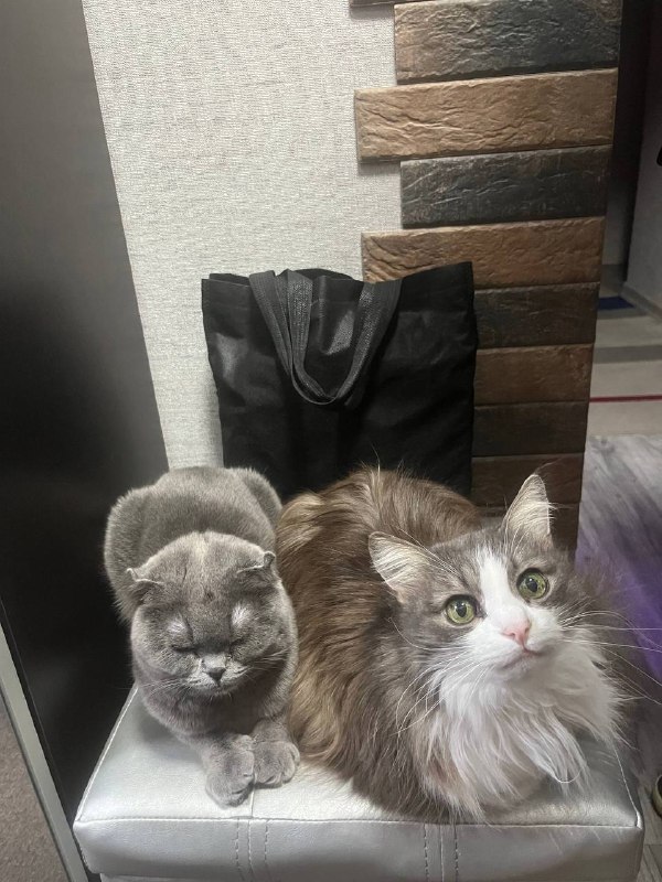 פלאפי מאחלת לך בוקר טוב אתה יכול לשלוח לנו תמונה של חיית המחמד שלך בתגובה או, והחבר הפרוותי שלך ישמח את אנש…