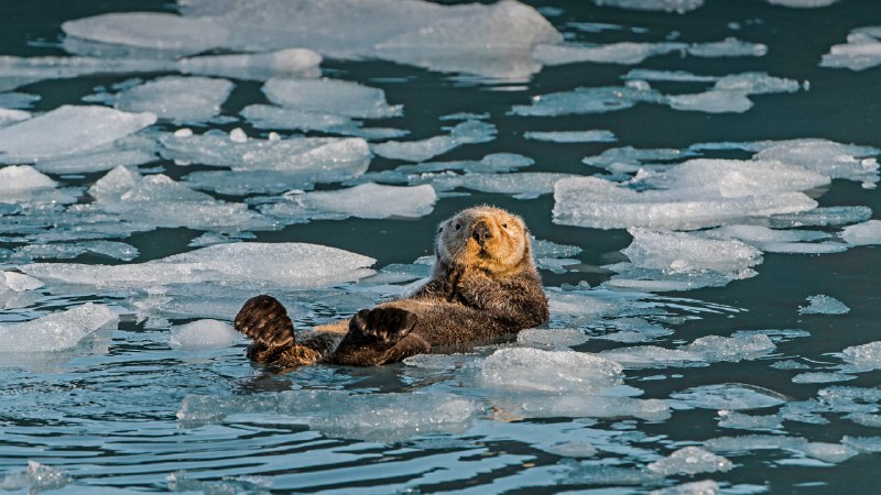 Otter-ly amazingSea otter, Prince William Sound, Alaska (© Gerald Corsi/Getty Images)