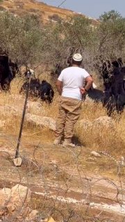 مستوطنون يرعون أغناماً في أراضي المنيا ويقتلعون زيتون بيت لحم