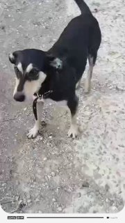הכלב הציל את הגורים לפח ומסר אותם למקלט. בכפר שפסי מישהו עשה צעד נורא וזרק שני גורי חתולים בשקית. הם נמצאו…