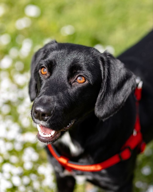 ЗНАКОМЬТЕСЬ — ЛЮСЯ 🐾 — фото 1