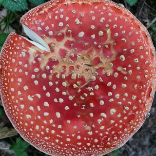 ГРИБИ КАРПАТ 🍄