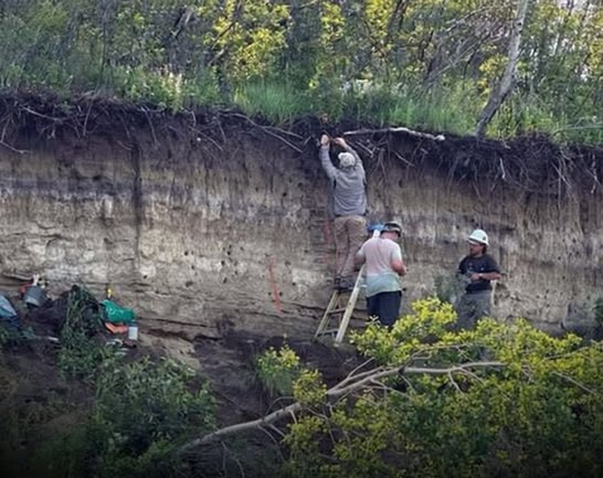 Archaeologists have found one of the oldest settlements in North America.A remarkable archaeological discovery near Sturgeon Lake First Nation in Saskatchewan, Canada, has revealed an approximately 11,000-year-old pre-contact Indigenous settlement—one of the oldest known on the continent—that challenges conventional views of early North American history.Located along the North Saskatchewan River, roughly 5 kilometers (3 miles) north of Prince Albert, the site known as Âsowanânihk ("A Place to Cross" in Cree) provides evidence of a long-term village rather than a transient camp. Excavations have uncovered fire pits, stone tools, lithic materials, charcoal layers indicating fire management practices, and remains of large bison, including the extinct Bison antiquus (which could exceed 4,400 pounds or 2,000 kilograms in weight). These findings suggest sophisticated hunting techniques, environmental stewardship, and sustained occupation shortly after glacial retreat made the area habitable.The discovery aligns with Cree oral histories describing the region as a longstanding cultural and trade hub, offering physical corroboration of Indigenous presence and complexity far earlier than many archaeological models had assumed. It also prompts reconsideration of migration theories, such as the Bering Strait hypothesis, by affirming the deep, continuous roots affirmed in Indigenous traditions.Researchers from the University of Saskatchewan (including Dr. Glenn Stuart) and the University of Calgary are collaborating with the community-led Âsowanânihk Council—a group comprising Elders, Knowledge Keepers, youth, educators, and archaeologists—to study and safeguard the site."This discovery challenges the outdated idea that early Indigenous peoples were solely nomadic," noted Dr. Glenn Stuart. "The evidence of long-term settlement and land stewardship suggests a deep-rooted presence."Chief Christine Longjohn of Sturgeon Lake First Nation emphasized its broader significance: "This isn’t just archaeology. This is truth, memory, and proof. Our ancestors were here—building, thriving, and shaping this land long before history books began to notice."Future plans include developing a cultural interpretive center and land-based education programs for youth. However, the site remains vulnerable to erosion and nearby industrial development, prompting urgent calls for protection from local, provincial, and federal authorities.["11,000-year-old Indigenous village uncovered near Sturgeon Lake." University of Saskatchewan, 2024]Science and facts💡