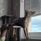 Richment 🦊