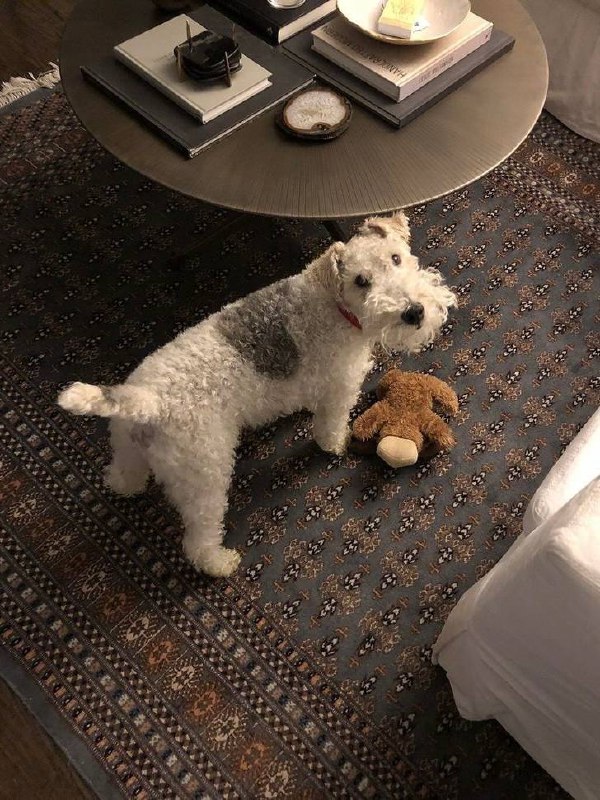 Питомцы в интерьере для вашего хорошего настроения Please open Telegram to view this post VIEW IN TELEGRAM - изображение 3 - telegram, view, питомцы