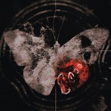 marydied (simijusengo)
