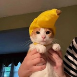 —Склад Бананов?¿