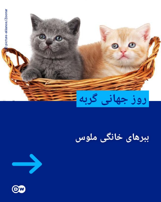 📸 יום החתול העולמי; נמרים ביתיים מלוס