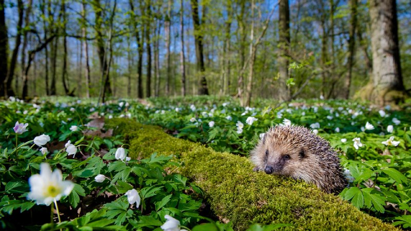 Spring's prickly patrolEuropean hedgehog, France (© Klein & Hubert/Nature Picture Library)