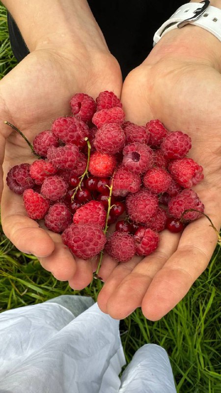 Наша поездка в Архангельск подошла к концу. Вылетаем в Санкт-Петербург с целой кучей теплых воспоминаний, фотокарточек и новых идей.Если кратко: много гуляли, говорили, смеялись, любовались природой и храмами, общались с родными Лизы и наслаждались временем друг с другом.Сейчас будет супер-честно⬇️Во мне эта поездка оставила очень разнообразные чувства и 1 важное осознание. Контекст:1 — это мои первые отношения, в которых семья партнера знает обо мне и принимает наши отношения, хорошо общается со мной;2 — в моей семье было по-другому, теплоты и близости где-то не хватило.Если в своей семье я всегда чувствовала себя взрослой, была с родителями на равных, и я делала акцент на себя, свое развитие, цели и амбиции, то в семье Лизы я увидела и прожила нечто совершенно другое. Дружная, теплая семья, где принято выражать свои чувства, шутить, поддерживать и вообще двигаться по жизни вместе. Я оказалась в этой атмосфере и почувствовала, насколько мне этого не хватало. И насколько классно, что я смогла это получить.В своей семье я научилась верить в себя и реализовывать свои мечты, а в этой семье поняла, что могу научиться любить и быть любимой.Вот такая поездка. А как ваши выходные? Я правда буду рада, если вы что-то напишете в комментариях, а то обычно вы молчаливые. Но я искренна с вами и была бы рада встретить искренность в ответ 🌹