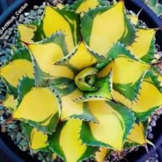 🌿گلسرای ستاره شهر 🌿