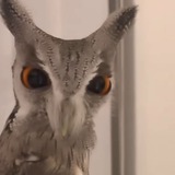 Пидрилки