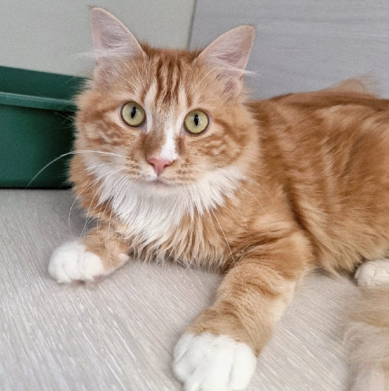 Котик *Лиман*
Застенчивый красавчик!
Этот...